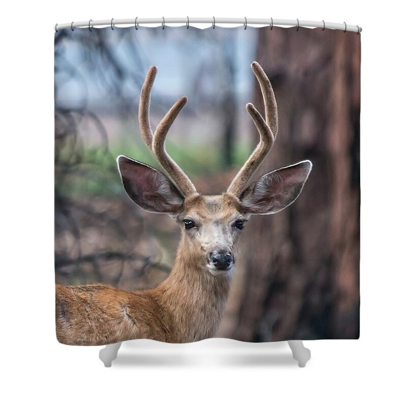 Deer Shower Curtain featuring the photograph Deer Stare by Dorothy Cunningham
