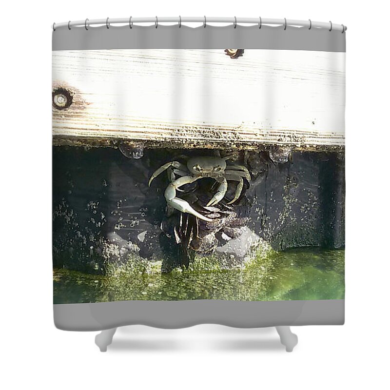 Crab Shower Curtain featuring the photograph Defender by Megan Hopper