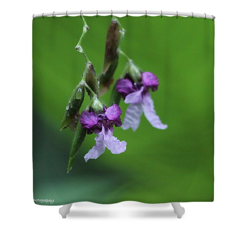Alligator Flag Shower Curtain featuring the photograph Delicate Blooms of the Giant Alligator Flag by Barbara Bowen