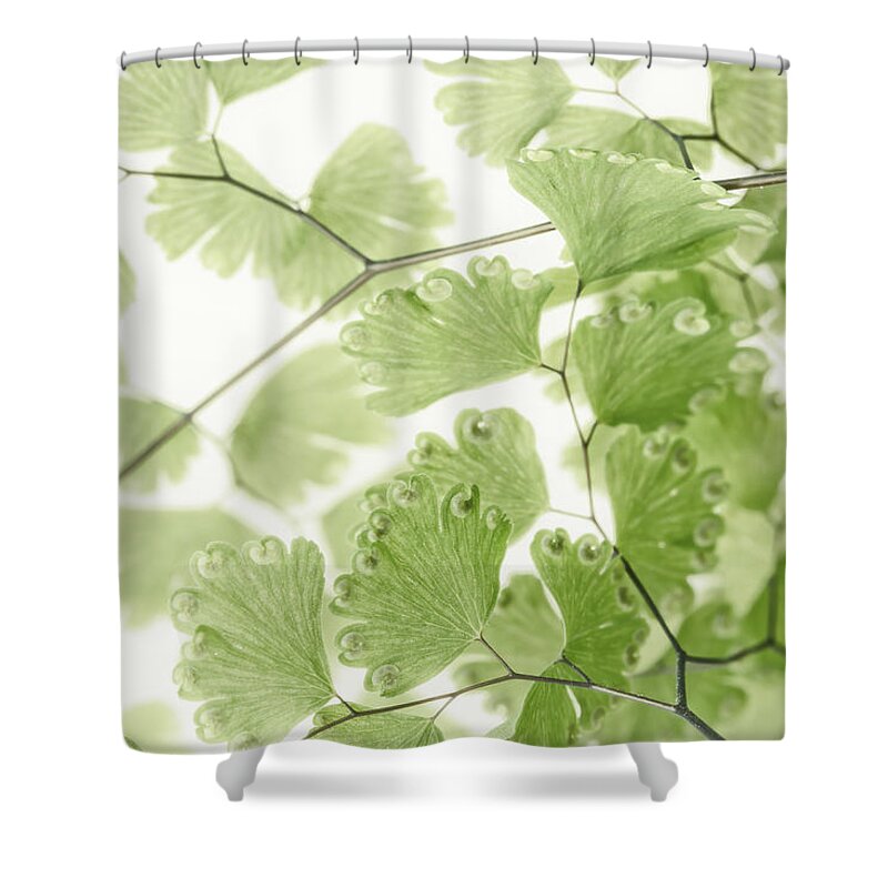 Leaves Shower Curtain featuring the photograph Delicate Fern Leaves by Sandra Foster