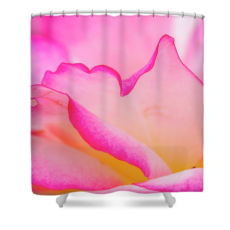 Valentine Shower Curtain featuring the photograph Delicate Pink and White Rose by Teri Virbickis