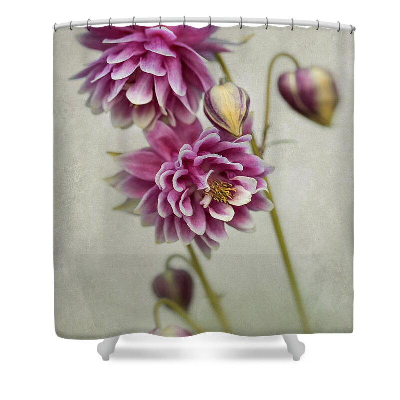 Colorful Shower Curtain featuring the photograph Delicate pink columbine by Jaroslaw Blaminsky