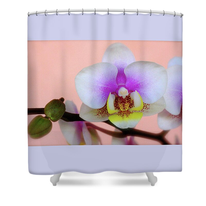 Orchid Shower Curtain featuring the photograph Delicate by Rochelle Berman