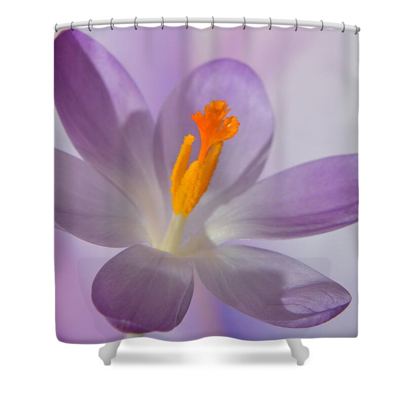 Crocus Shower Curtain featuring the photograph Delicate Spring Crocus. by Terence Davis