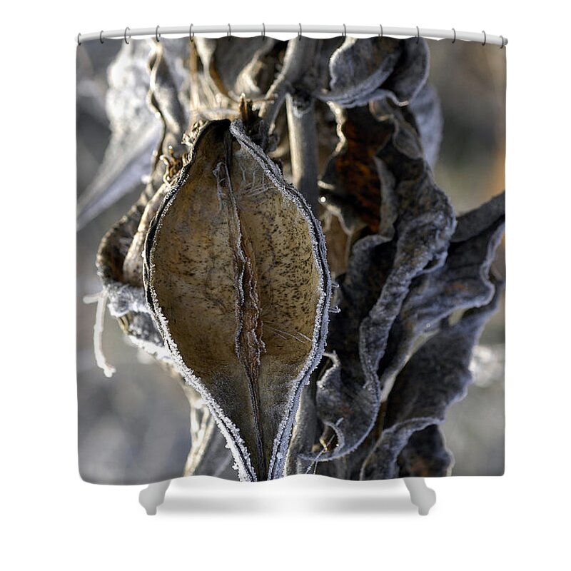 Milkweed Shower Curtain featuring the photograph Delivered - Milkweed by DArcy Evans