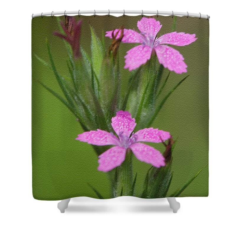 Clarence Holmes Shower Curtain featuring the photograph Deptford Pink by Clarence Holmes