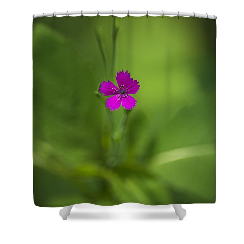 Deptford Pink Shower Curtain featuring the photograph Deptford Pink Dianthus Flower by Christina Rollo