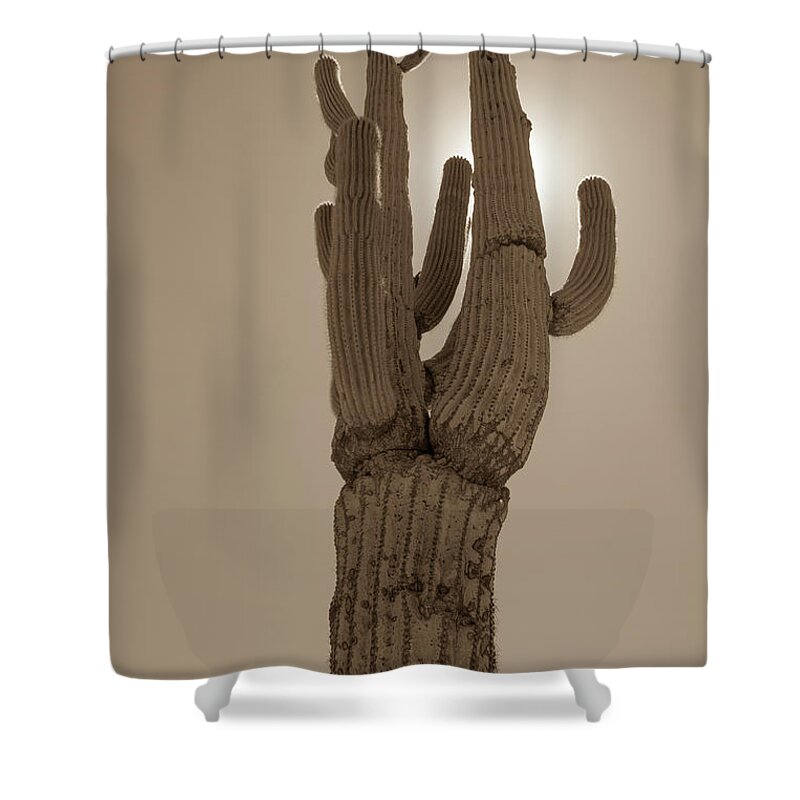 Desert Shower Curtain featuring the photograph Desert cactus by Darrell Foster