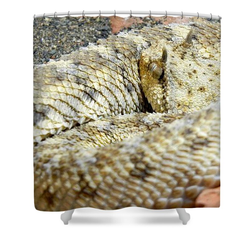 Reptile Shower Curtain featuring the photograph Desert Horned Viper by KD Johnson