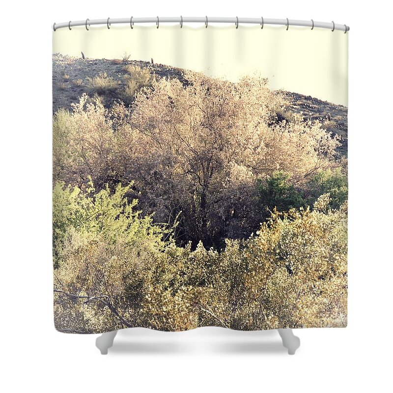 Afternoon Light Shower Curtain featuring the photograph Desert Ironwood Afternoon by Judy Kennedy