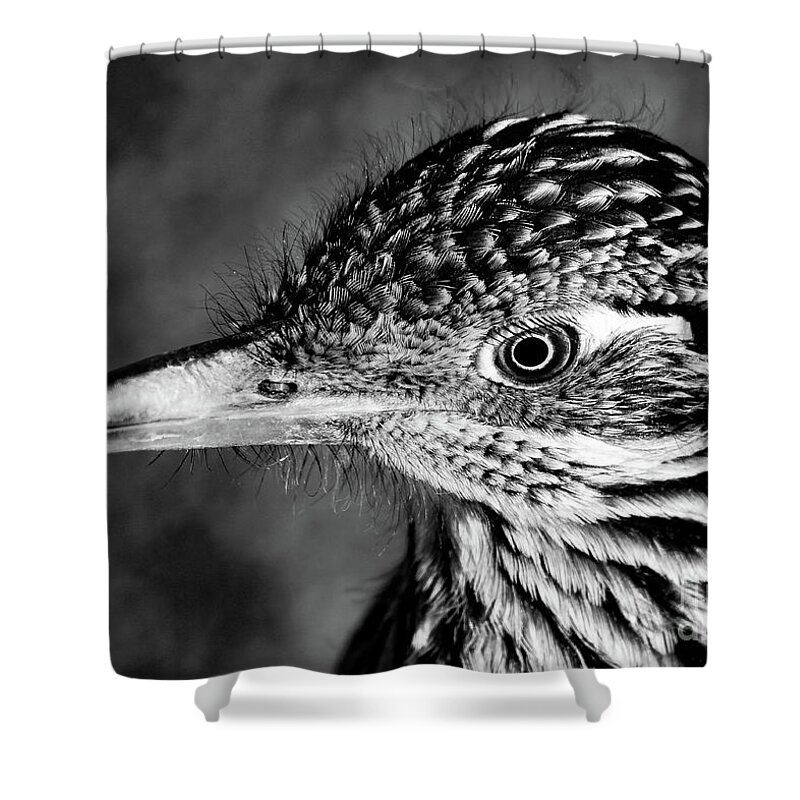 Bird Shower Curtain featuring the photograph Desert Predator, Black and White by Adam Morsa