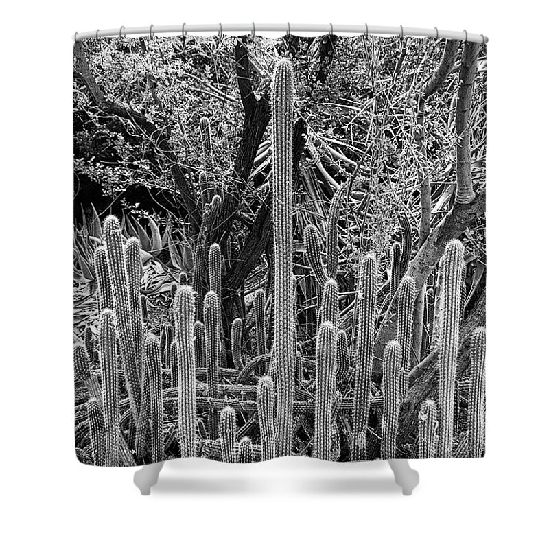 Desert Shower Curtain featuring the photograph Desert Study 21 by Robert Meyers-Lussier