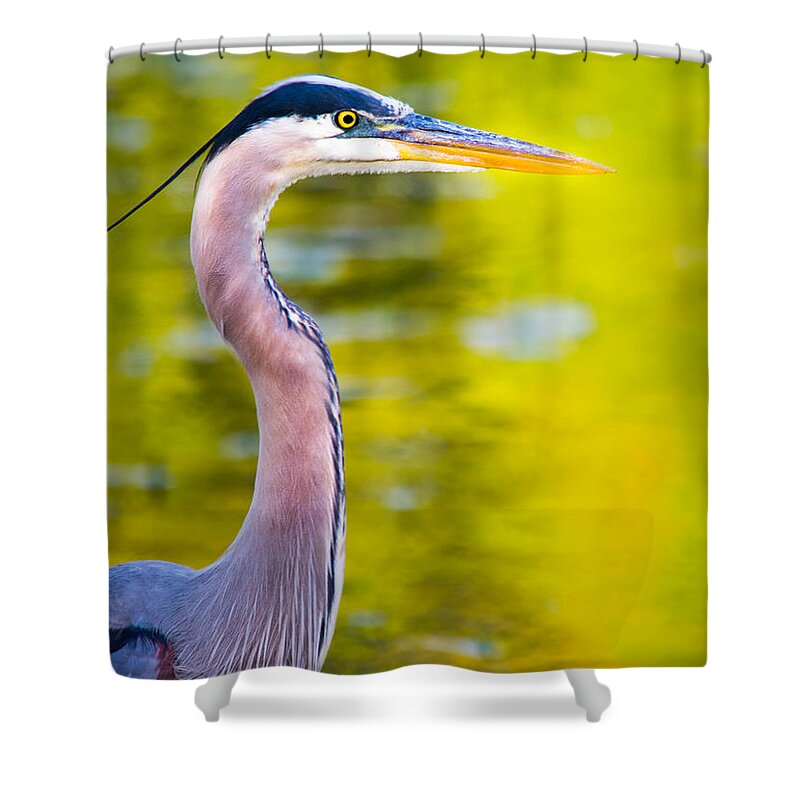 Autumn Shower Curtain featuring the photograph Details of a Great Blue Heron by Parker Cunningham