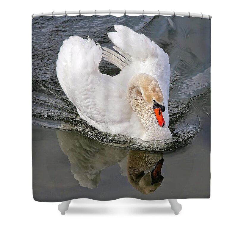 Swan Shower Curtain featuring the photograph Determination by Tatiana Travelways