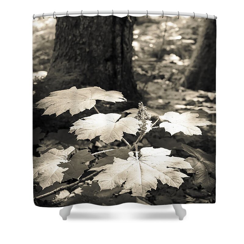Alaska Shower Curtain featuring the photograph Devil's Club in Summer by Michele Cornelius