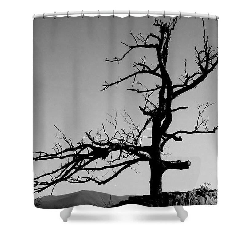 Tree Shower Curtain featuring the photograph Devoid of Life Tree by Eileen Brymer
