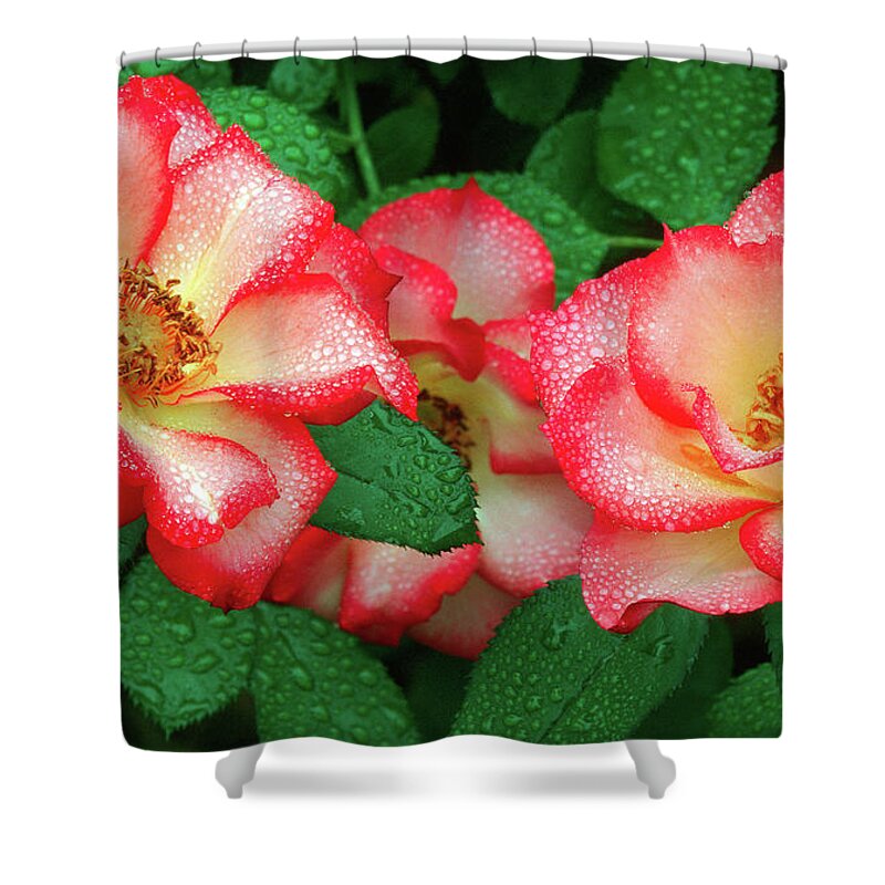 Dewy Roses Shower Curtain featuring the photograph Dew-covered Roses by Ram Vasudev