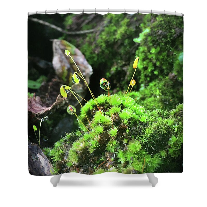 Kelly Hazel Shower Curtain featuring the photograph Dew Drops on Moss and Sprouts in the Sun by Kelly Hazel