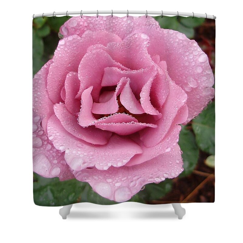 Flowers Shower Curtain featuring the photograph Dew Kissed Angel by Anjel B Hartwell