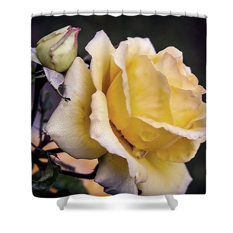 Rose Shower Curtain featuring the photograph Dew on a rose by Vanessa Thomas