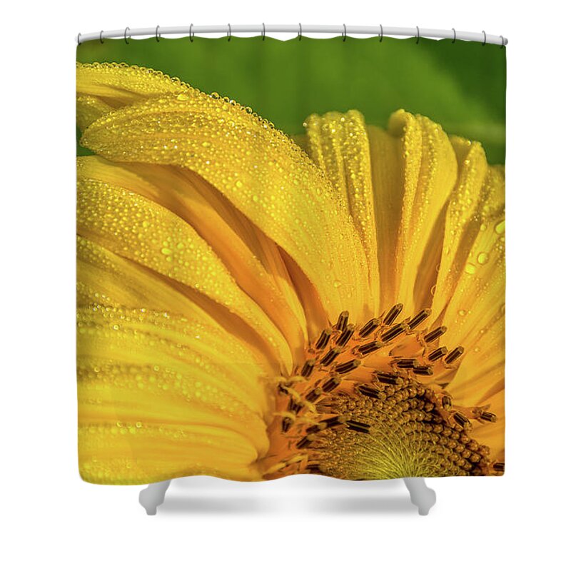 Cheryl Baxter Photography Shower Curtain featuring the photograph Dew on Sunflower Petals by Cheryl Baxter