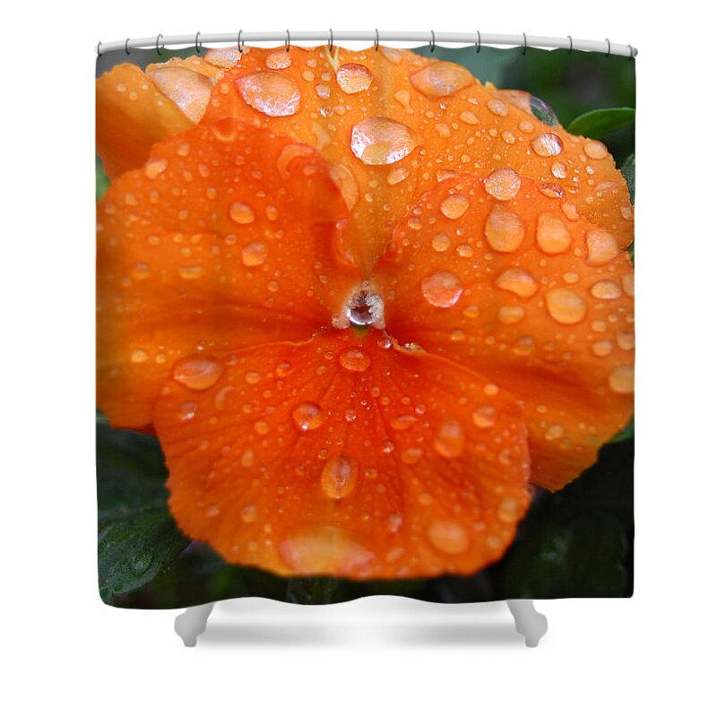 Flower Shower Curtain featuring the photograph Dewy Pansy 1 by Amy Fose