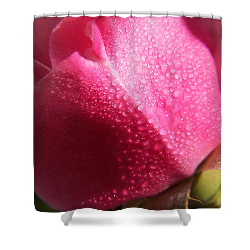 Pink Roses Shower Curtain featuring the photograph Dewy Rose by Amy Fose