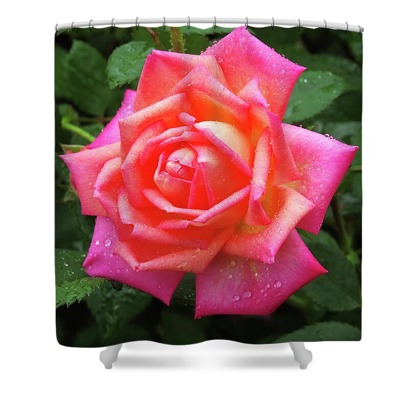 Rose Shower Curtain featuring the digital art Dewy Rose by Kathleen Illes