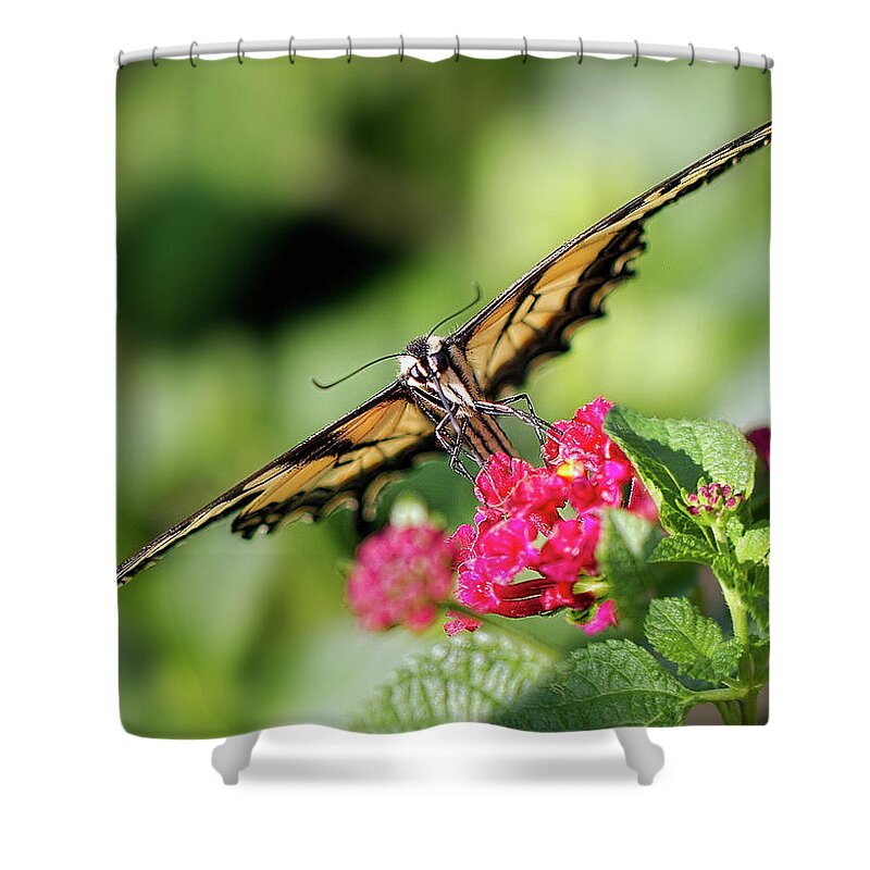 Butterfly Shower Curtain featuring the photograph Diagonal by Anna Rumiantseva