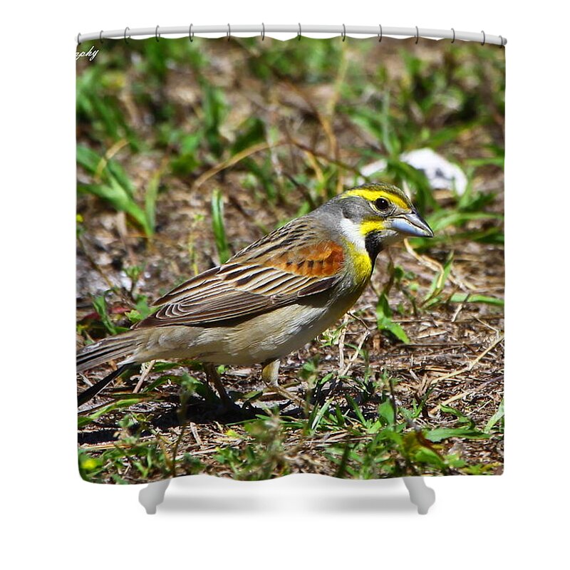 Dickcissel Shower Curtain featuring the photograph Dickcissel by Barbara Bowen