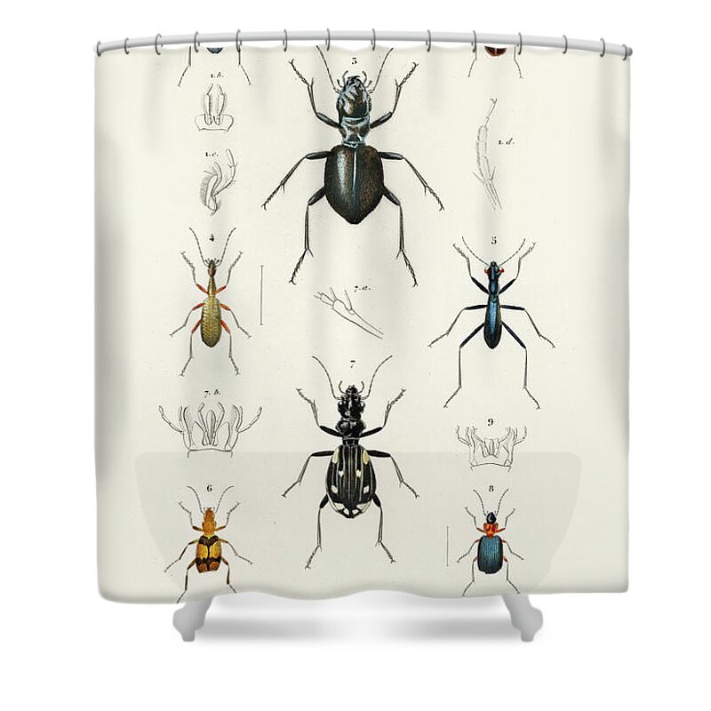 Tricondyla Aptera Shower Curtain featuring the painting Different illustrated types of beetles by Vincent Monozlay