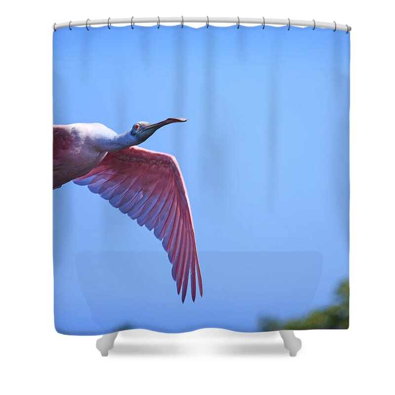 Florida Shower Curtain featuring the photograph Ding Darling - Roseate Spoonbill - In Flight to Shallow Water by Ronald Reid
