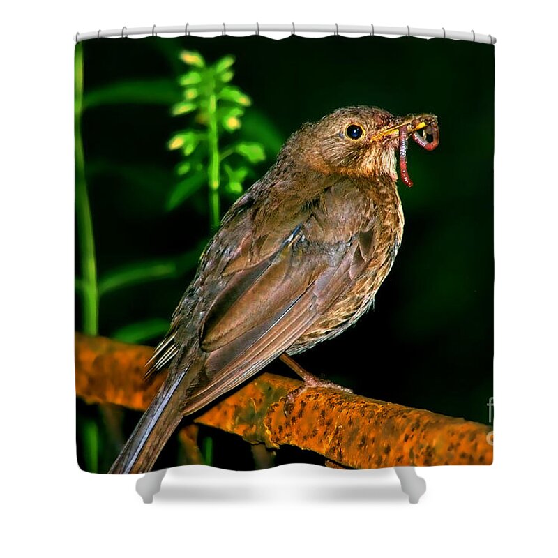 Dinner Time Shower Curtain featuring the photograph Dinner Time by Mariola Bitner