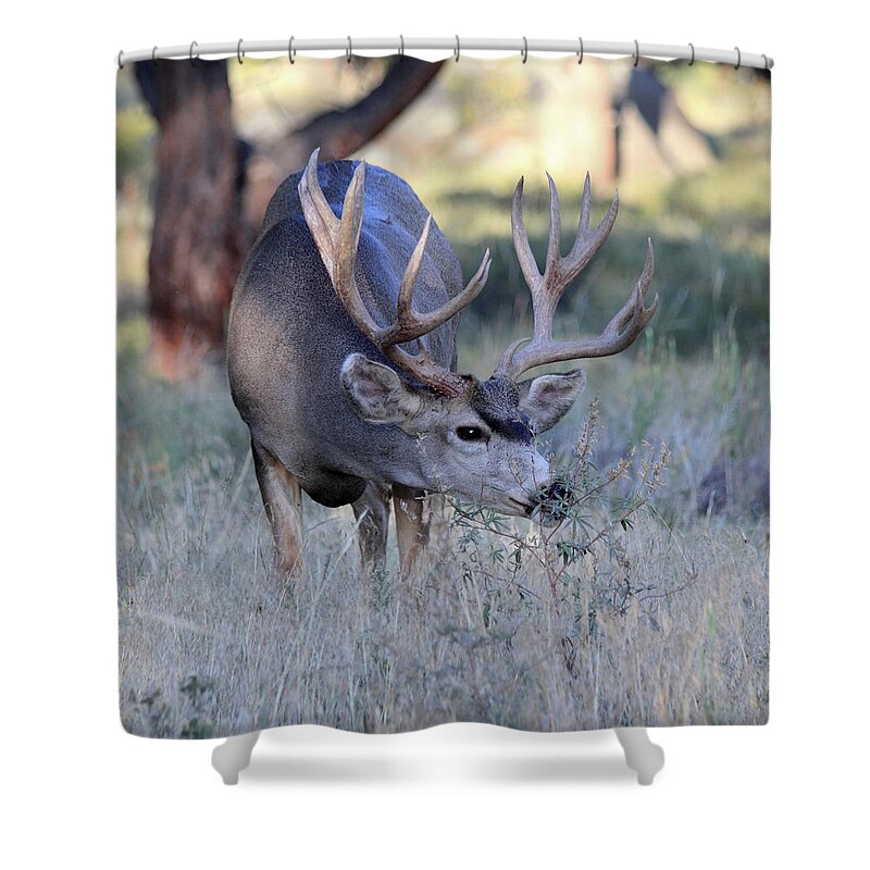 Mule Deer Shower Curtain featuring the photograph Dinner Time by Shane Bechler