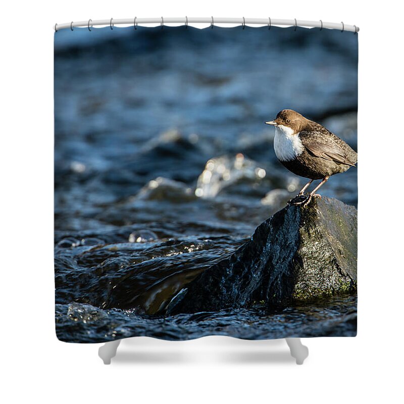 Dipper On The Rock Shower Curtain featuring the photograph Dipper on the rock by Torbjorn Swenelius