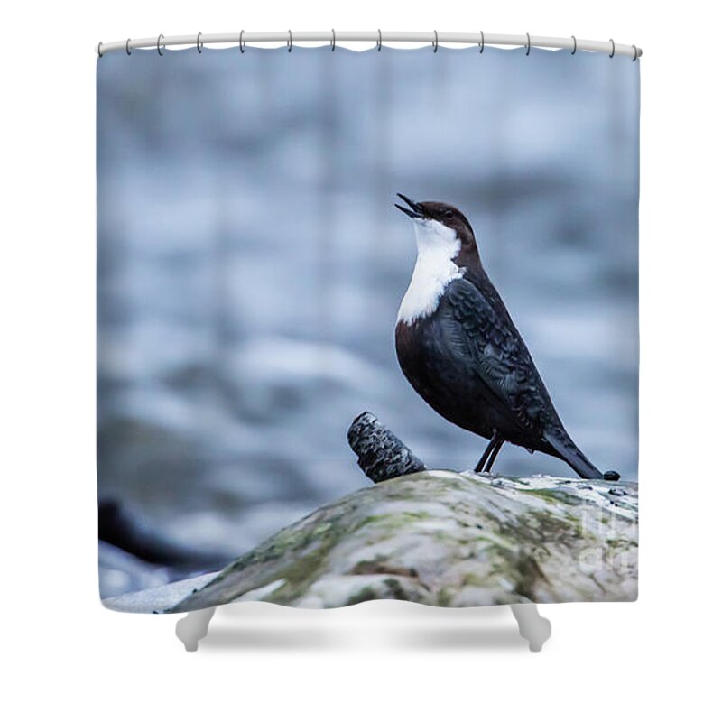 Dipper's Call Shower Curtain featuring the photograph Dipper's Call by Torbjorn Swenelius