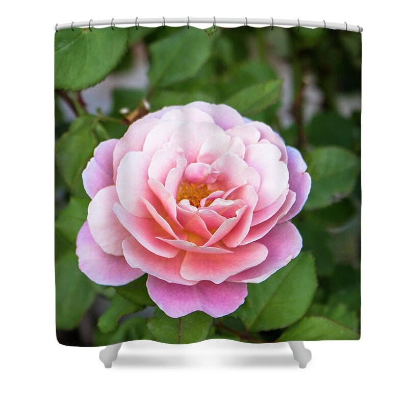 Close-up Shower Curtain featuring the photograph Distant Drums Rose - 3 by K Bradley Washburn