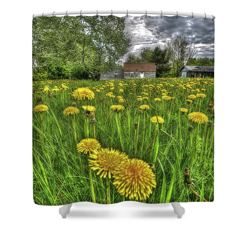 Dandelions Shower Curtain featuring the photograph Dlion Delit by Jeff Cooper