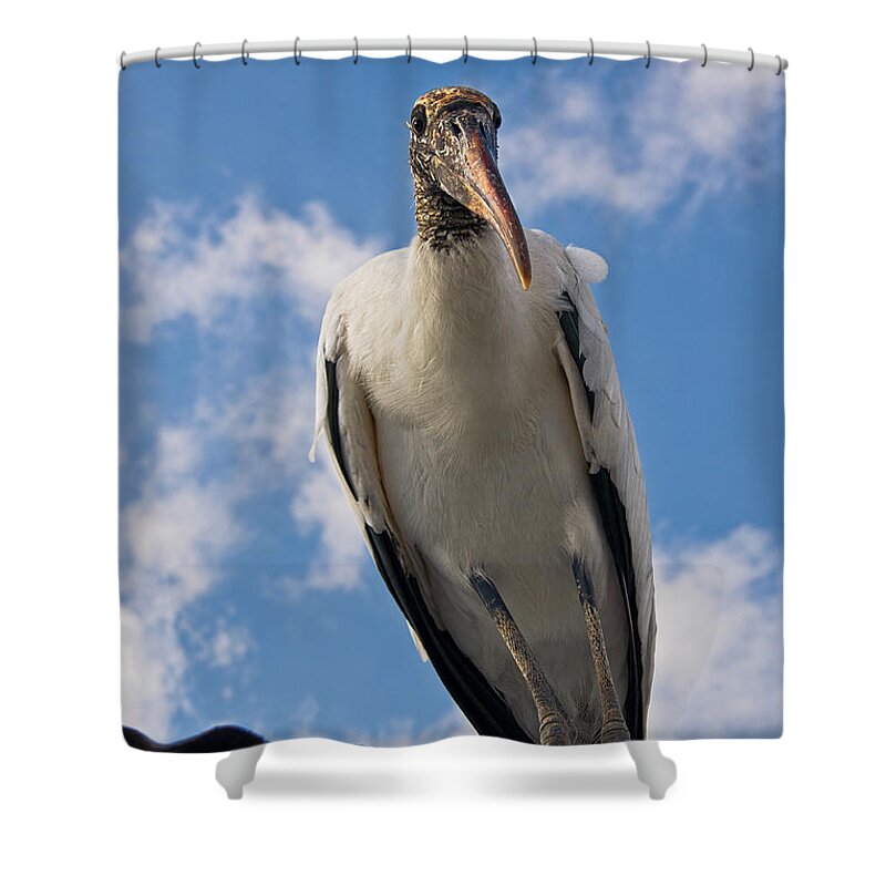 Stork Shower Curtain featuring the photograph Do I Know You by Christopher Holmes