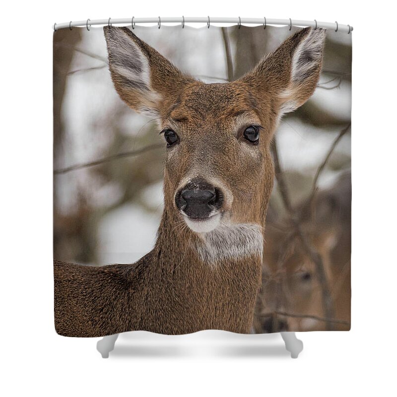 Deer Shower Curtain featuring the photograph Doe a Deer by Jody Partin