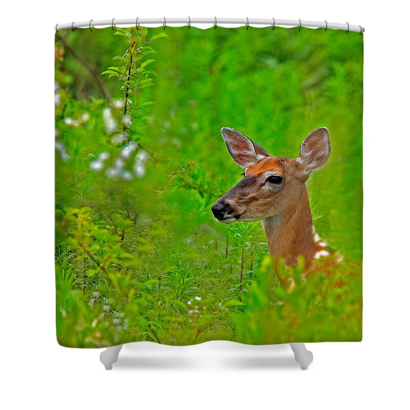 Deer Shower Curtain featuring the photograph Doe in Springtime by William Jobes