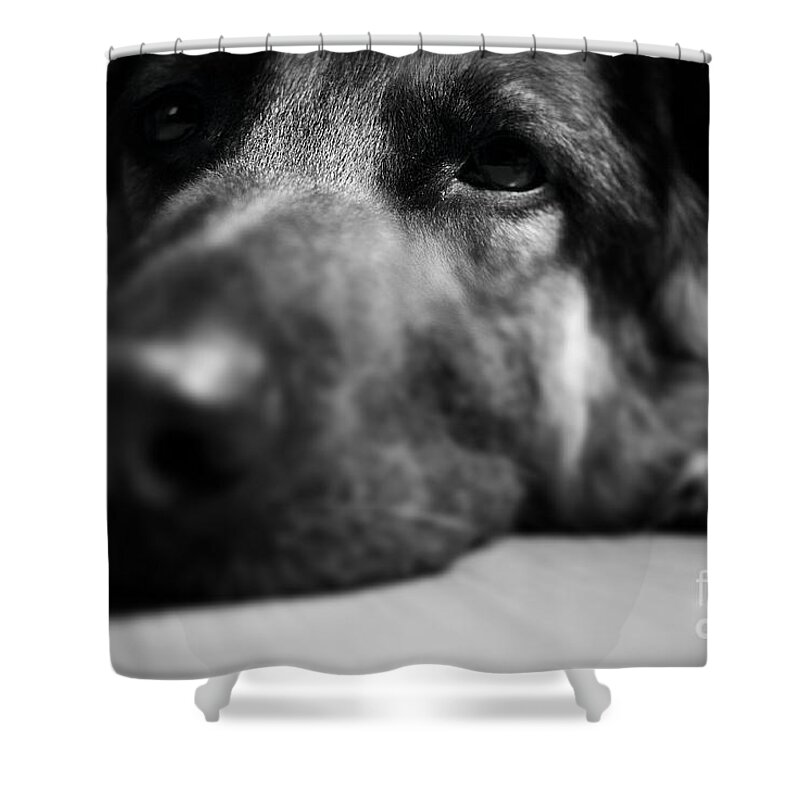 Tired Shower Curtain featuring the photograph Dog Eyes Always Watching by Frank J Casella