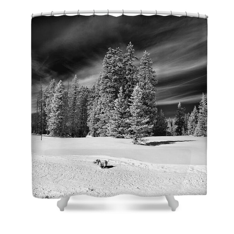 Jack Russel Shower Curtain featuring the photograph Dog vs Mountain by Jamieson Brown