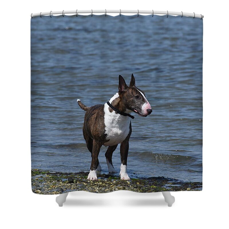 Bull Terrier Shower Curtain featuring the photograph Dogs 344 by Joyce StJames