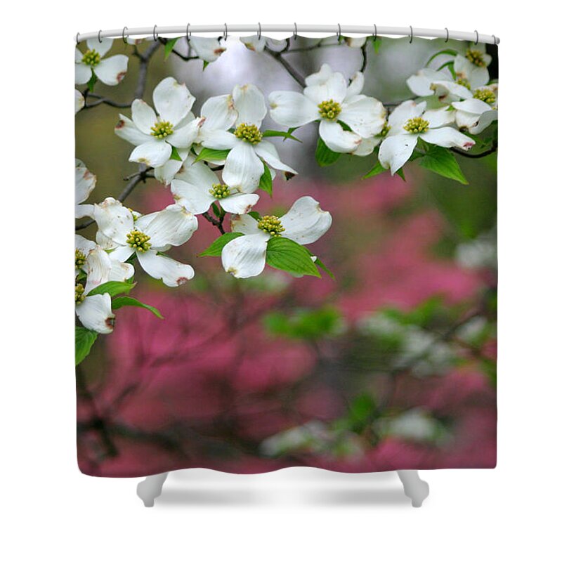 Dogwood Shower Curtain featuring the photograph Dogwood Days by Living Color Photography Lorraine Lynch