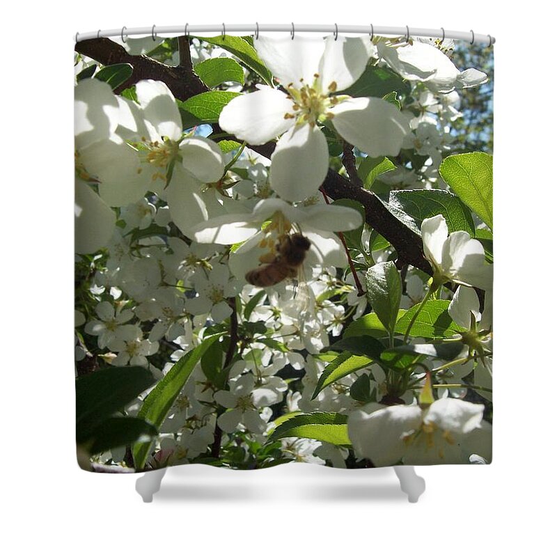 Flowers Shower Curtain featuring the photograph Dogwood Daze by Carrie Skinner