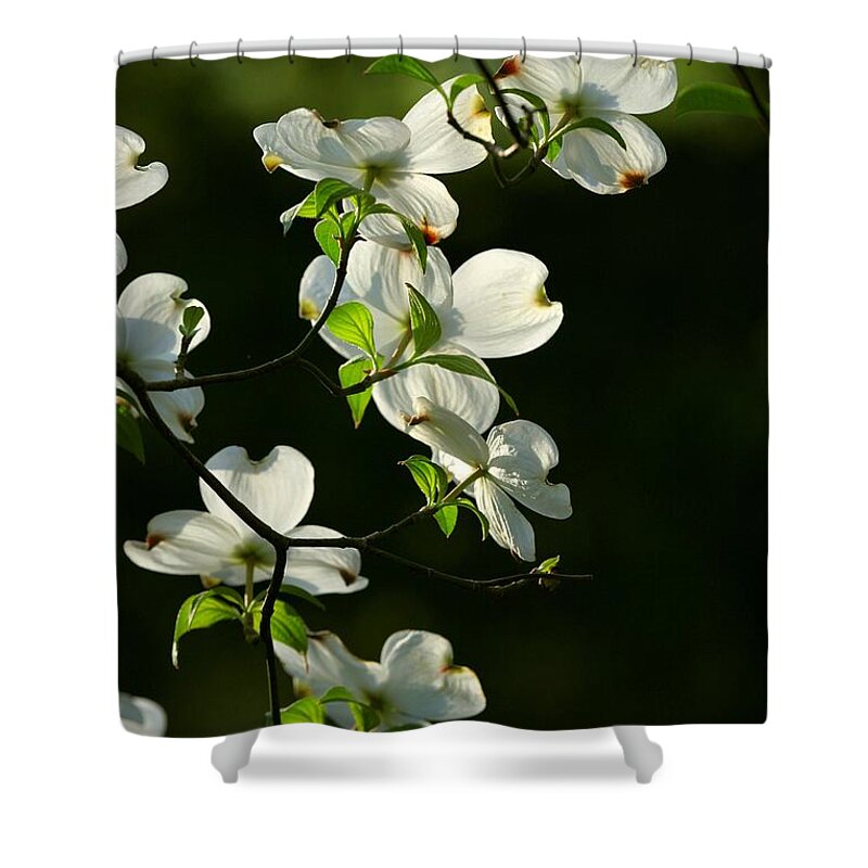 Dogwood Flowers Shower Curtain featuring the photograph Dogwood Retrospective by Michael Dougherty