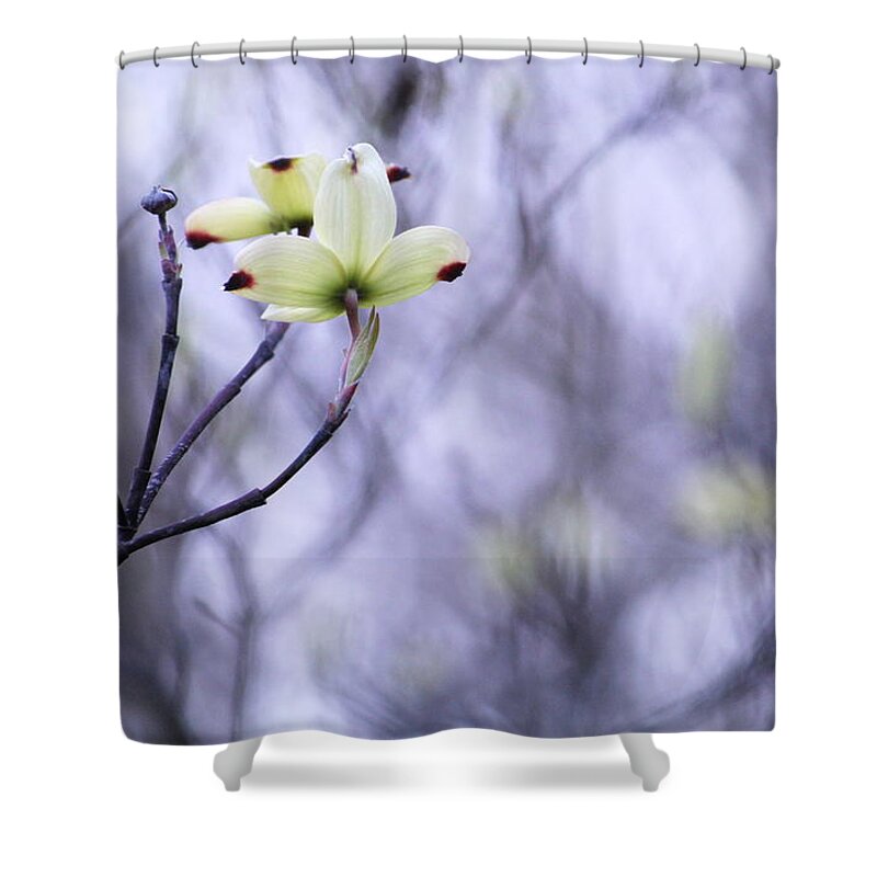 Tree Shower Curtain featuring the photograph Dogwood by Tammy Schneider
