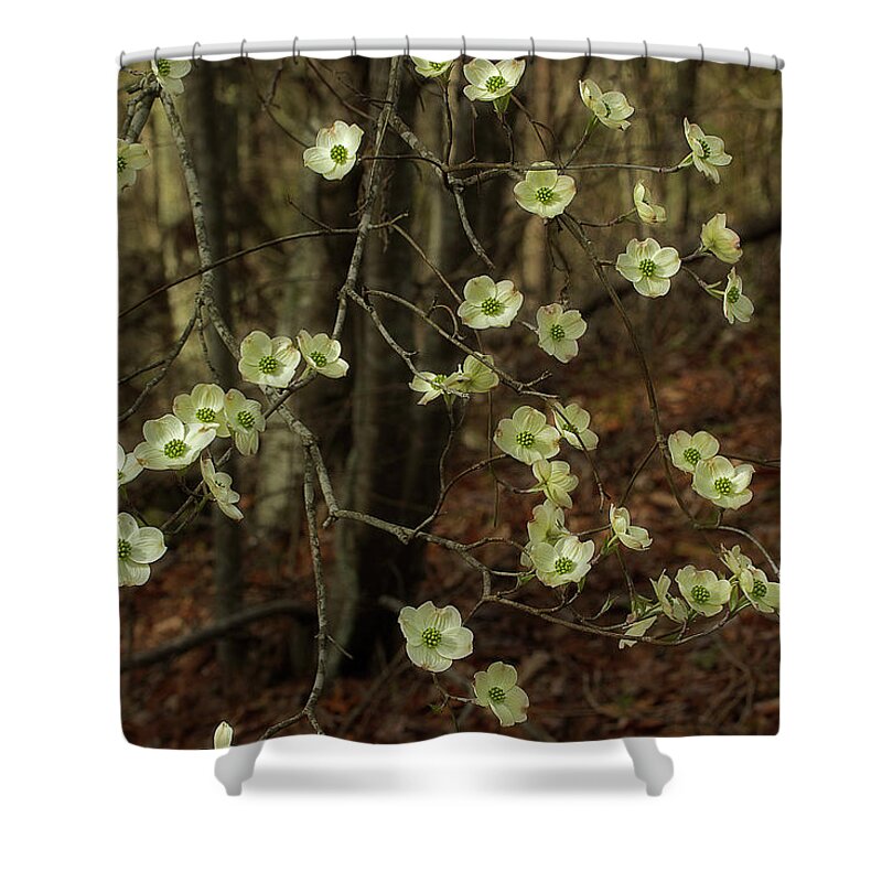 Dogwood Shower Curtain featuring the photograph Dogwoods In The Spring by Mike Eingle