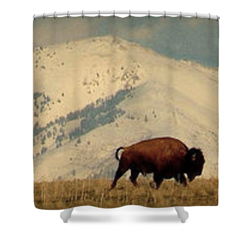 Bison Shower Curtain featuring the photograph Domain.. by Al Swasey